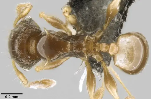 Pheidole sexspinosa specimen CASENT0282535 image casent0282535_1