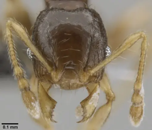 Pheidole sexspinosa specimen CASENT0282535 image casent0282535_2