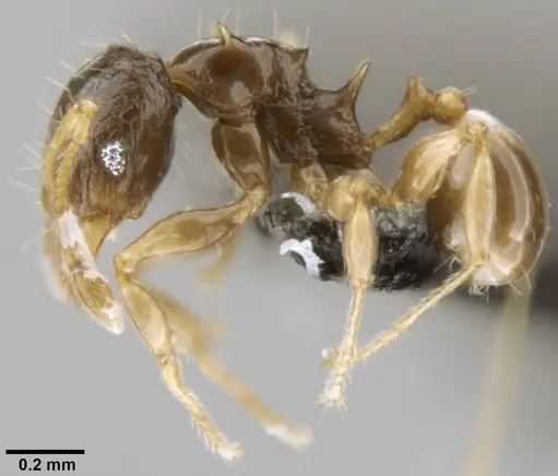Pheidole sexspinosa specimen CASENT0282535 image casent0282535_3