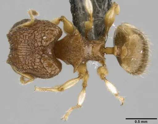 Pheidole sexspinosa specimen CASENT0282536 image casent0282536_1