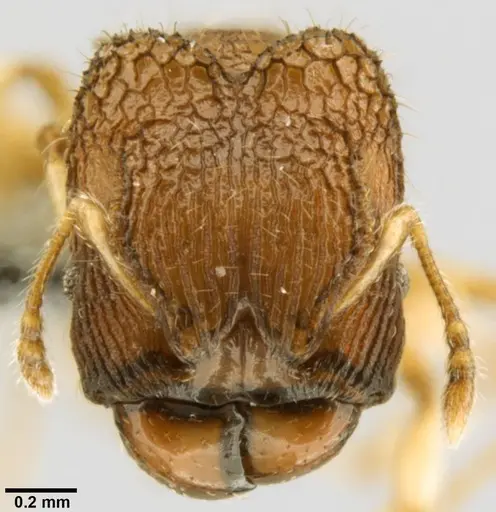 Pheidole sexspinosa specimen CASENT0282536 image casent0282536_2