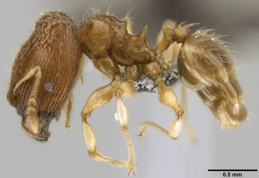Pheidole sexspinosa specimen CASENT0282536 image casent0282536_3