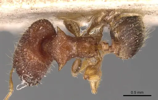 Pheidole sexspinosa specimen CASENT0904306 image casent0904306_1