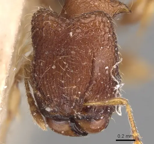 Pheidole sexspinosa specimen CASENT0904306 image casent0904306_2