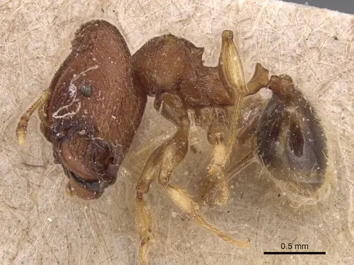 Pheidole sexspinosa specimen CASENT0904306 image casent0904306_3