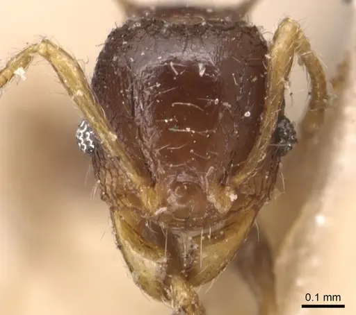 Pheidole sexspinosa specimen CASENT0904307 image casent0904307_2