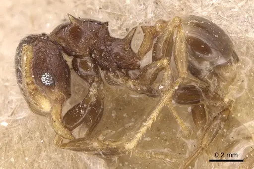 Pheidole sexspinosa specimen CASENT0904307 image casent0904307_3
