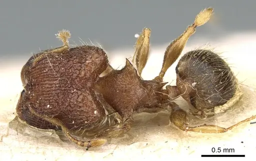 Pheidole sexspinosa specimen CASENT0906644 image casent0906644_1