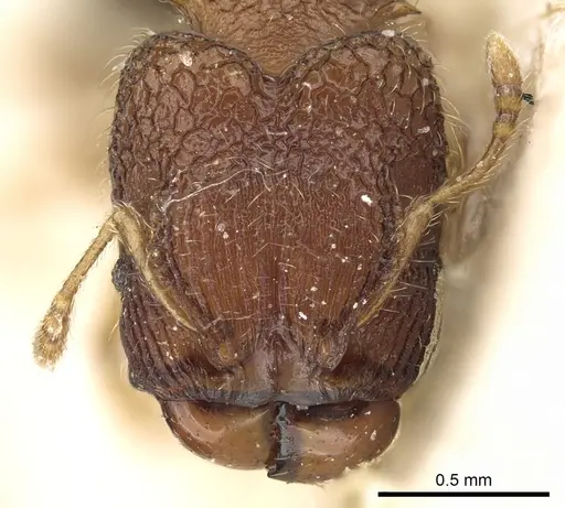 Pheidole sexspinosa specimen CASENT0906644 image casent0906644_2