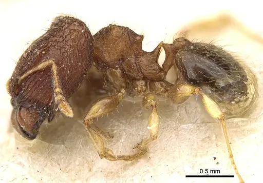 Pheidole sexspinosa specimen CASENT0906644 image casent0906644_3