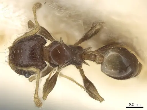 Pheidole sexspinosa specimen CASENT0906645 image casent0906645_1