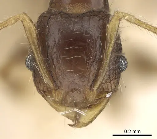 Pheidole sexspinosa specimen CASENT0906645 image casent0906645_2