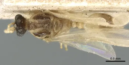 Pheidole sexspinosa specimen CASENT0906646 image casent0906646_1