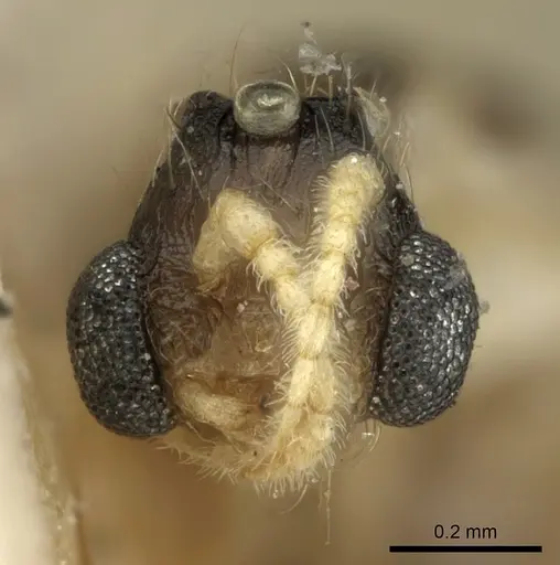 Pheidole sexspinosa specimen CASENT0906646 image casent0906646_2
