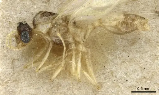 Pheidole sexspinosa specimen CASENT0906646 image casent0906646_3