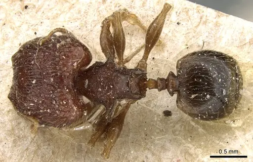 Pheidole sexspinosa specimen CASENT0906647 image casent0906647_1