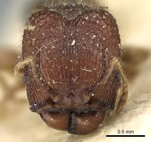 Pheidole sexspinosa specimen CASENT0906647 image casent0906647_2