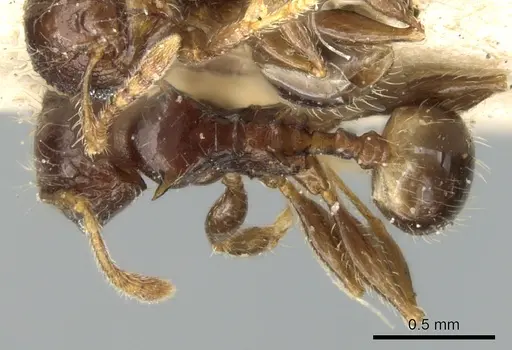 Pheidole sexspinosa specimen CASENT0906648 image casent0906648_1