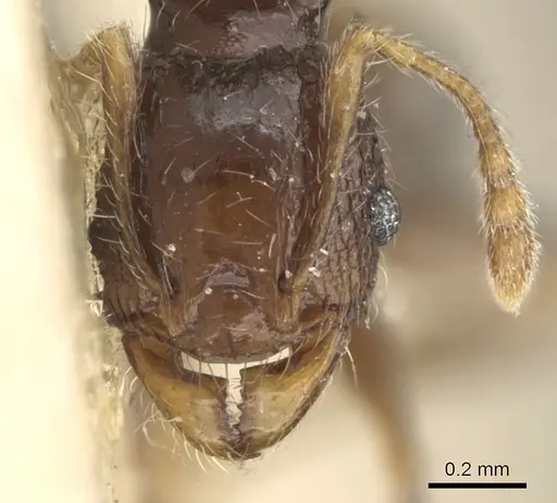 Pheidole sexspinosa specimen CASENT0906648 image casent0906648_2