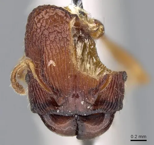 Pheidole sexspinosa specimen CASENT0919761 image casent0919761_1