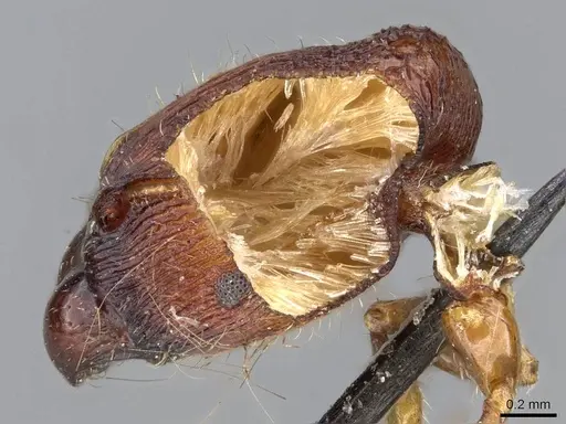 Pheidole sexspinosa specimen CASENT0919761 image casent0919761_2