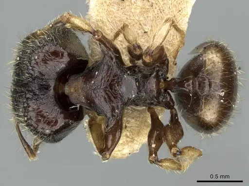 Pheidole sexspinosa specimen LACMENT182082 image lacment182082_1