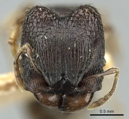 Pheidole sexspinosa specimen LACMENT182082 image lacment182082_2