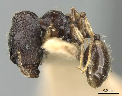 Pheidole sexspinosa specimen LACMENT182082 image lacment182082_3