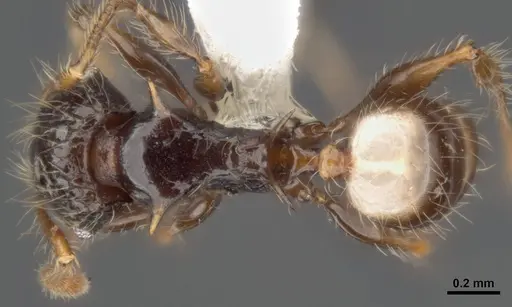 Pheidole sexspinosa specimen MCZ-ENT00511507 image mcz-ent00511507_1