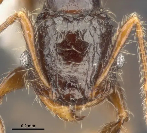 Pheidole sexspinosa specimen MCZ-ENT00511507 image mcz-ent00511507_2