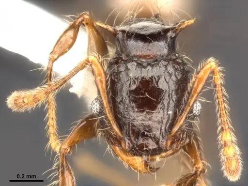 Pheidole sexspinosa specimen MCZ-ENT00511507 image mcz-ent00511507_3