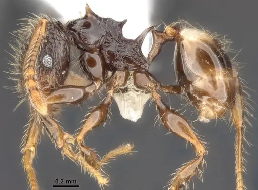 Pheidole sexspinosa specimen MCZ-ENT00511507 image mcz-ent00511507_4