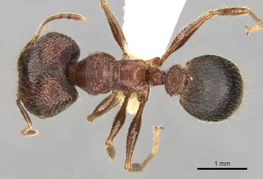 Pheidole sharpi specimen CASENT0281640 image casent0281640_1