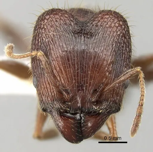 Pheidole sharpi specimen CASENT0281640 image casent0281640_2