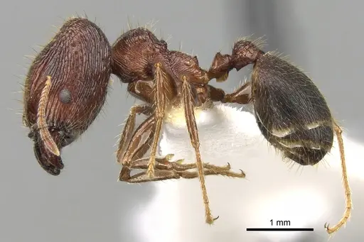 Pheidole sharpi specimen CASENT0281640 image casent0281640_3