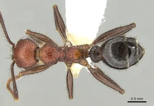 Pheidole sharpi specimen CASENT0281641 image casent0281641_1