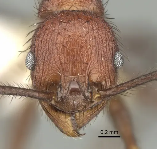Pheidole sharpi specimen CASENT0281641 image casent0281641_2