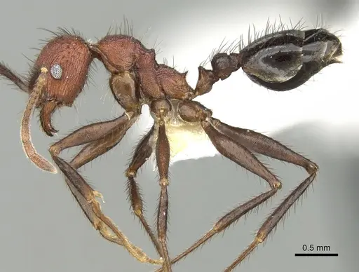 Pheidole sharpi specimen CASENT0281641 image casent0281641_3