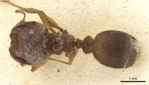 Pheidole sharpi specimen CASENT0901501 image casent0901501_1