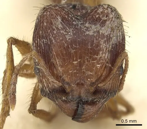 Pheidole sharpi specimen CASENT0901501 image casent0901501_2