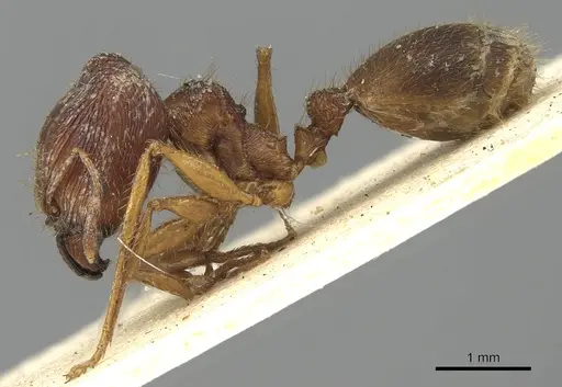 Pheidole sharpi specimen CASENT0901501 image casent0901501_3