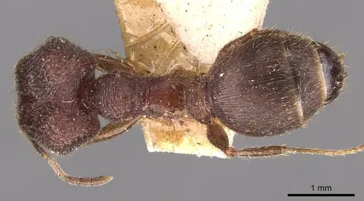 Pheidole sharpi specimen CASENT0907951 image casent0907951_1