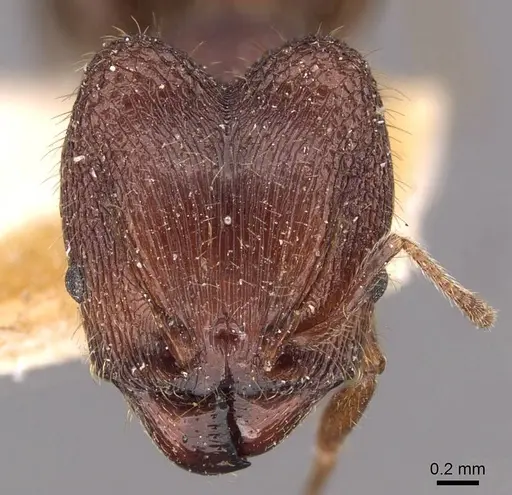 Pheidole sharpi specimen CASENT0907951 image casent0907951_2
