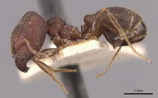 Pheidole sharpi specimen CASENT0907951 image casent0907951_3
