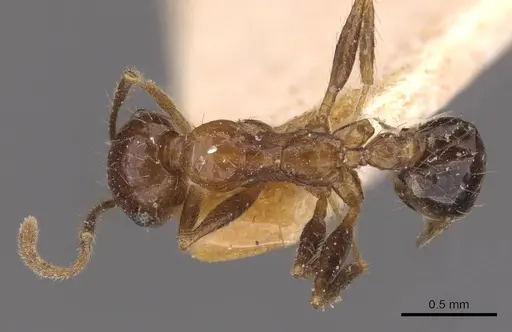 Pheidole sharpi specimen CASENT0907952 image casent0907952_1