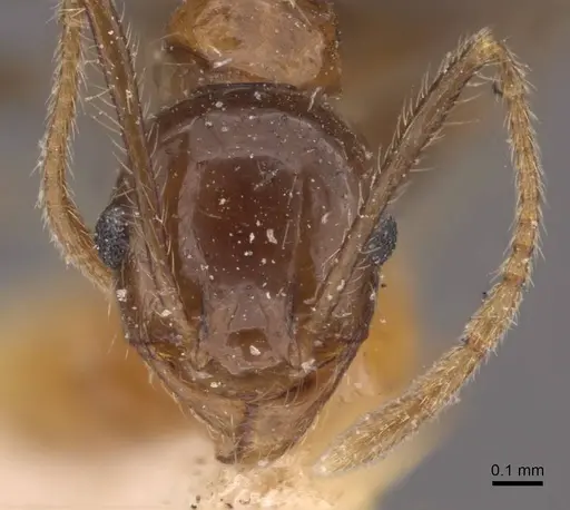 Pheidole sharpi specimen CASENT0907952 image casent0907952_2