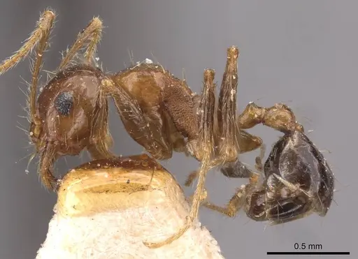 Pheidole sharpi specimen CASENT0907952 image casent0907952_3
