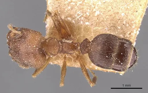Pheidole sharpi specimen CASENT0907953 image casent0907953_1
