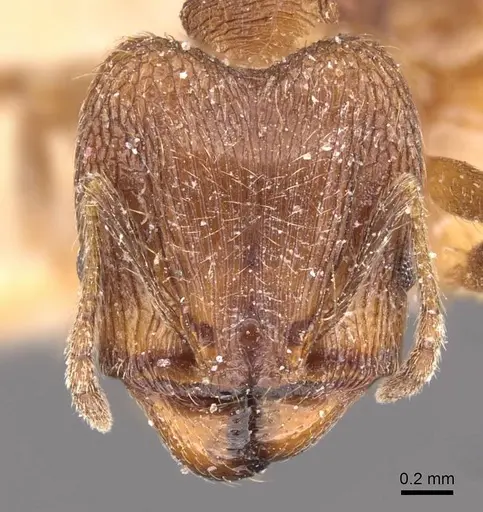 Pheidole sharpi specimen CASENT0907953 image casent0907953_2