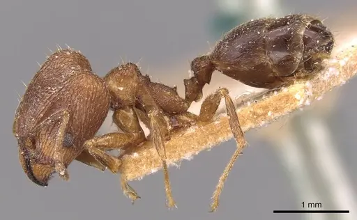 Pheidole sharpi specimen CASENT0907953 image casent0907953_3